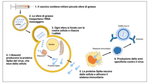 Nuovo Coronavirus i vaccini a RNA come funzionano e perché sono