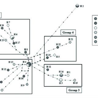 Haplotype mapping illustrating the 24 assigned haplo-nodes within six ...