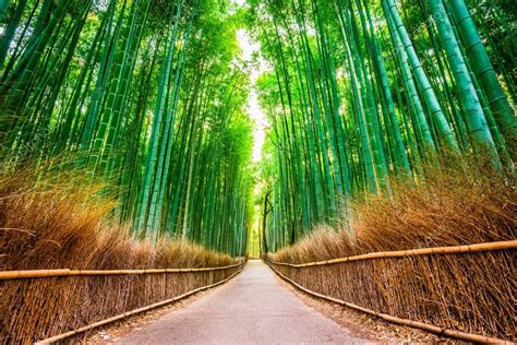 'Kyoto Bamboo Forest — Stock Photo © sepavone #116960220