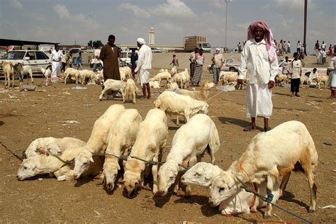 Saudi Arabia Tihama Market Tihama Is A Narrow Coastal Reg Flickr