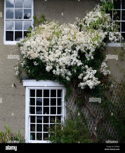 Clematis Armandii Evergreen Clematis Climber Climbers Winter Flowering White Flower