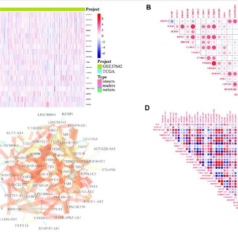 Screening Of M6A Related LncRNAs A Expression Of M6A Related Genes