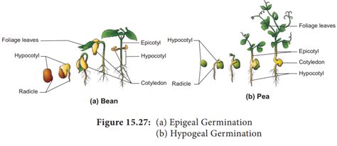 Seed Germination and Dormancy