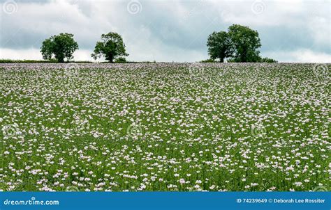 Field of Opium poppies stock image. Image of heroin, industry - 74239649