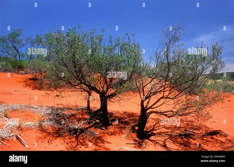 Mulla Trees And Typical Red Soil Of The Pilbara Pilbara Northwest