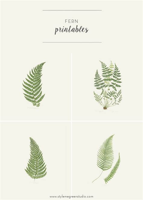 Four Different Types Of Fern Leaves With The Words Fern Printables