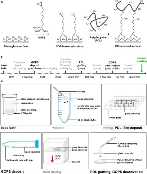 Frontiers A Simple Method For Poly D Lysine Coating To Enhance