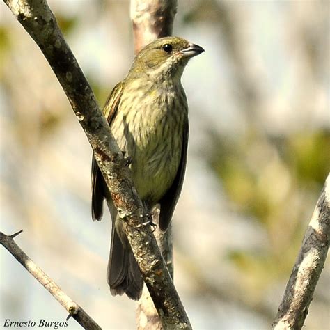 Puerto Rican Spindalis – birdfinding.info