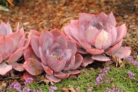 Exquisite Pink Succulent Plants Nature S Artistry On Display