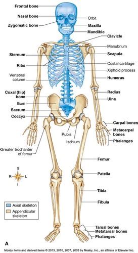 Aandp Skeletal System Flashcards Quizlet