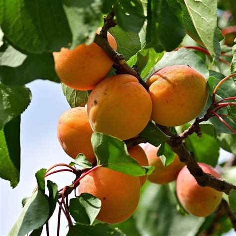 Moorpark Apricot - Food Forest Nursery