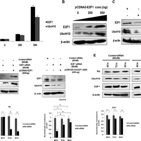 E2f1 Upregulates Ubch10 Expression In An Rb Dependent Manner A Download Scientific Diagram