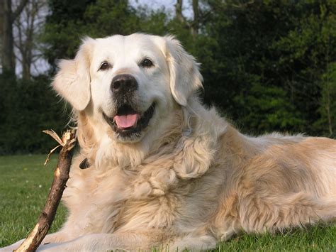 Want A Golden Retriever But Can't?  Try These Amazing Alternatives!