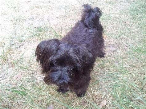 Black Maltese Dog Breed Information Step By Step Your Pet Planet