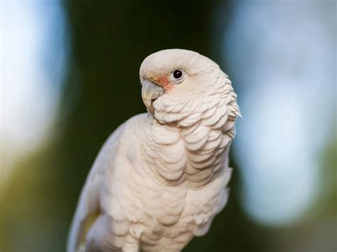 12 Types Of Cockatoo - Superstar Pets With Colorful Crests