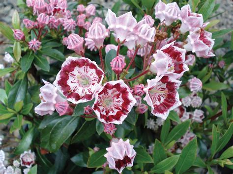 Photo #8956 | Kalmia latifolia 'Minuet' | plant lust