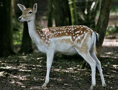 Fallow Deer The Animal Facts Appearance Diet Habitat Behavior