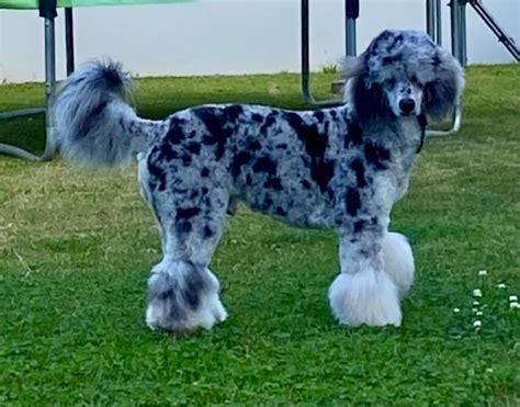 Are There Blue Merle Poodles