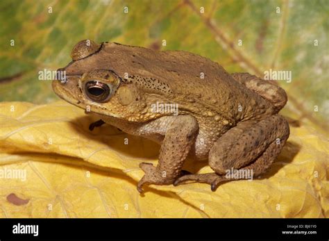 Asian Toad Duttophrynus Bufo Melanostictus Stock Photo Alamy