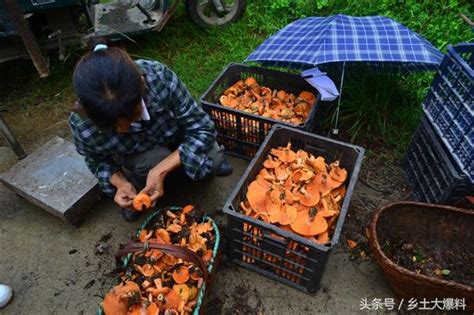 農村山上采蘑菇，好看更好吃，采了幾籃子收穫頗豐 每日頭條