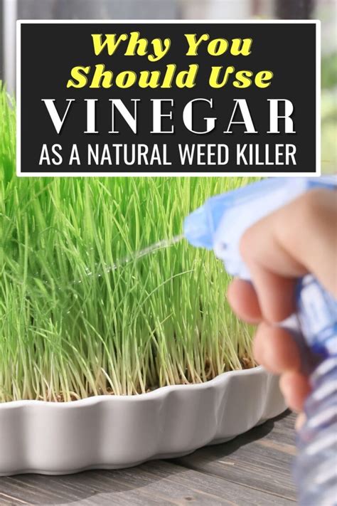 What You Need To Know Before Trying To Use Vinegar As A Natural Weed Killer