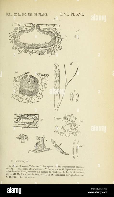 Bulletin De La Soci T Mycologique De France Stock Photo Alamy