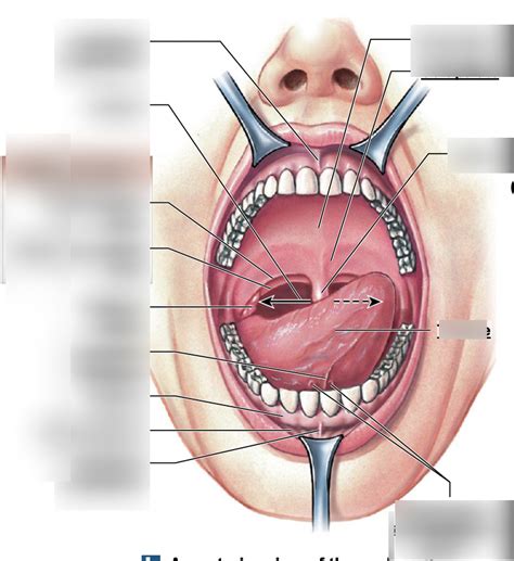 Oral Cavity Diagram Quizlet