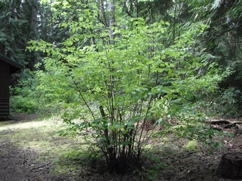 Beaked Hazelnut, Corylus cornuta | Native Plants PNW