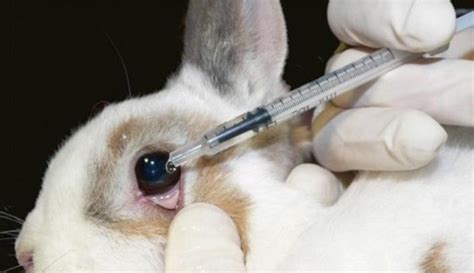 Animal Testing Cosmetics Facts