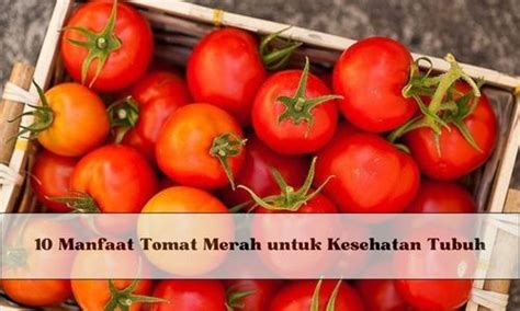 Inilah 10 Manfaat Tomat Merah Untuk Kesehatan Tubuh Dari Atasi Tekanan