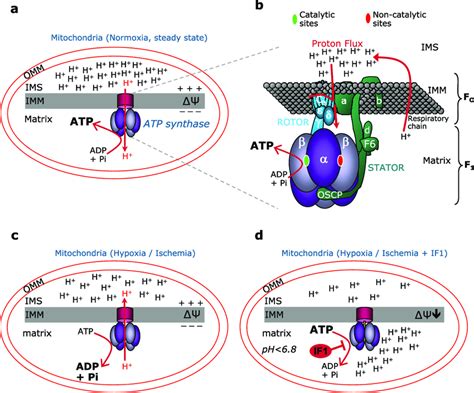 Atp Synthase Mitochondrial