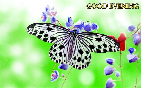 Good Evening Butterfly Background Butterfly Wallpaper Butterfly