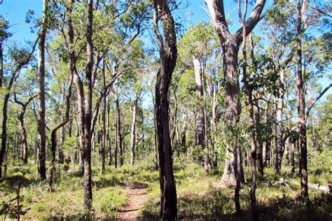 Jarrah And Marri Woodlands Heartland Journeys