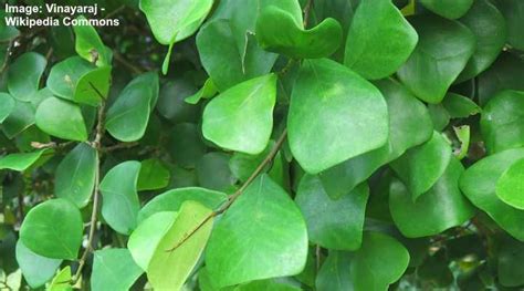 Ficus Triangularis Triangle Ficus Care And Growing Guide