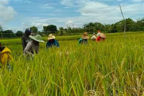 Polda NTB Atensi Masalah Pupuk Subsidi Untuk Petani GenPI Co NTB