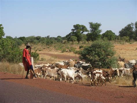 After Agatu Taraba Ondo Fulani Herdsmen Invade Farm Settlement In Ibadan Signal