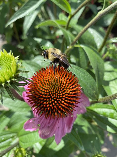 Local Species And Their Pollinators The College Of Wooster Pollinator Plots