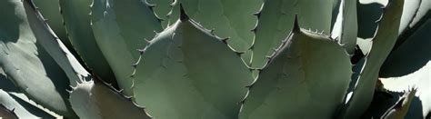 Agave Entretien Plantation Et Culture Conservation Nature