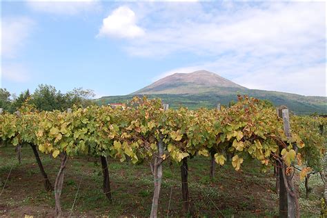 Il Regno Photo Of The Week Mount Vesuvius Looming Over The Cantina