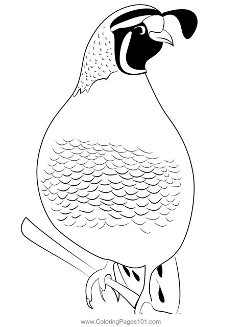 Quail Bird 2 Coloring Page For Kids Free Quails Printable Coloring