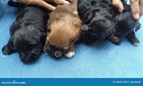 Cute Black Maltese Mix Poodle Puppys Stock Image - Image of puppies ...