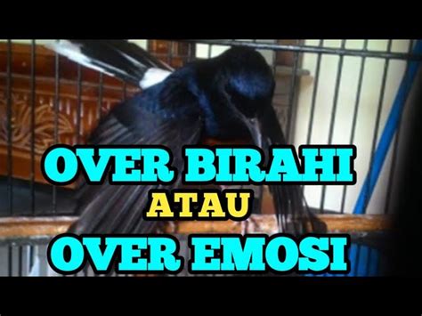 Harus Tahu Cara Membedakan Burung Murai Over Birahi Dan Over Emosi