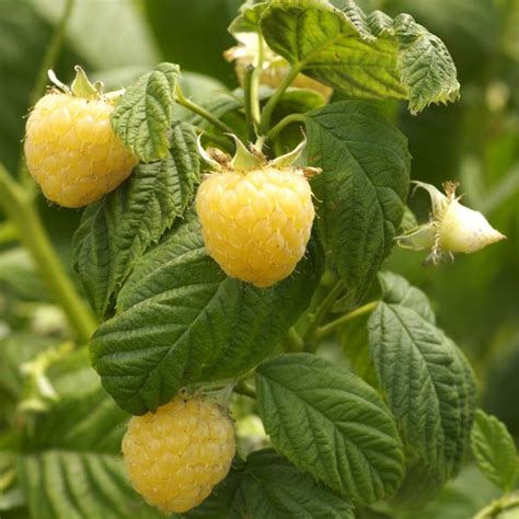 Gold Raspberry Anne Rubus Hybrid My Garden Life