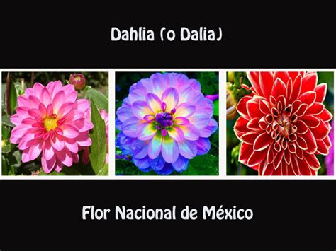 La Dalia Flor Nacional De México Noticias Y Eventos Travel By México