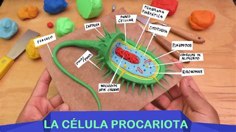 Aprender A Hacer La C Lula Procariota En Plastilina Paso A Paso Youtube