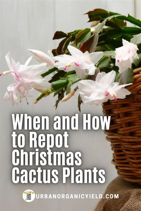 When And How To Repotting Cactus House Plants Christmas Cactus Plant