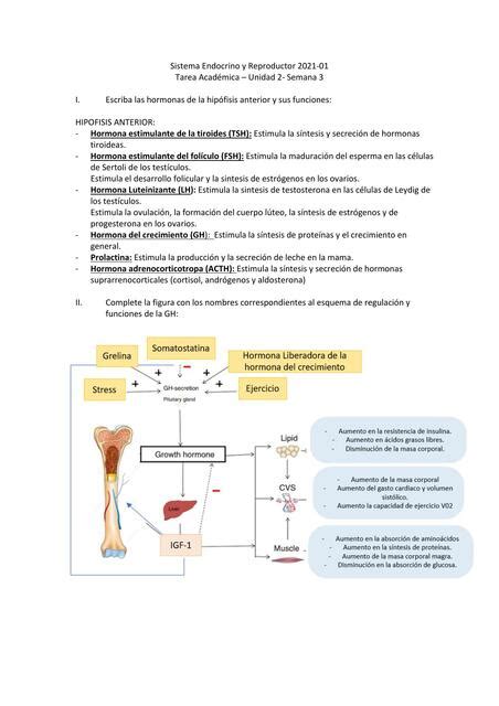 Sistema Endocrino Y Reproductor Karla FC UDocz