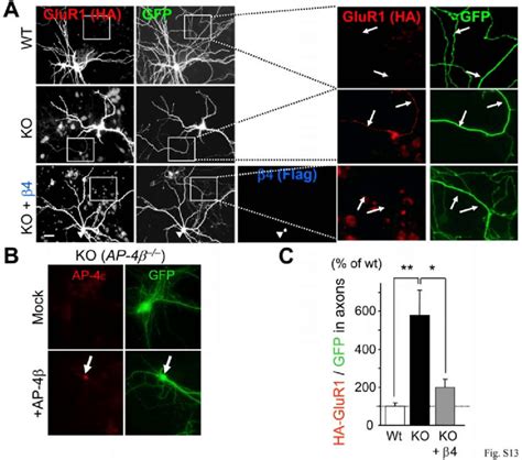 Figure S Reintroduction Of Exogenous Ap Rescued Mislocalization