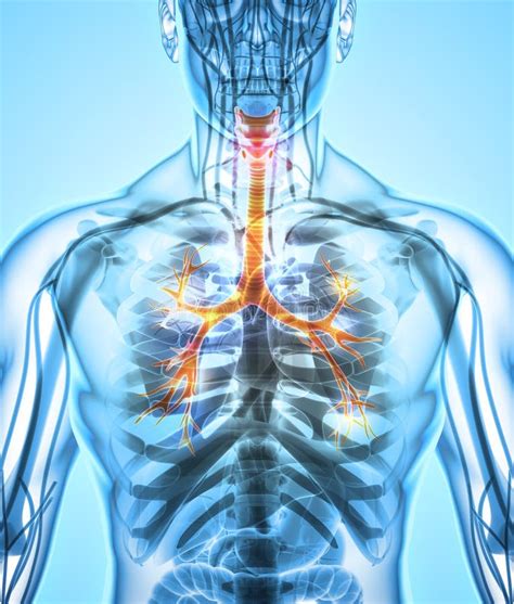 Illustration D Von Kehlkopf Trachea Bronchien Stock Abbildung