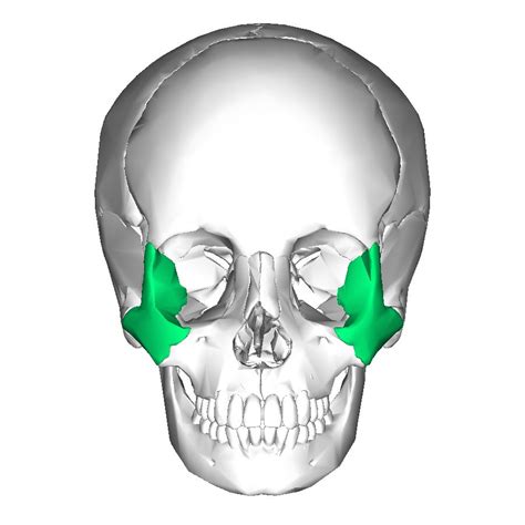 Zygomatic Bones 2 Bones Cheek Bones Below And Lateral To The